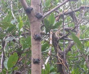 Tree crabs at Darling Wildlife Refuge, Sanibel Island, FL