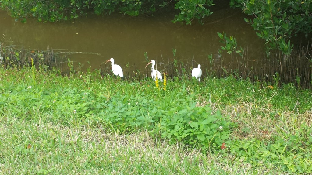 White ibis birds, Darling Wildlife Refuge, Sanibel Island, Florida