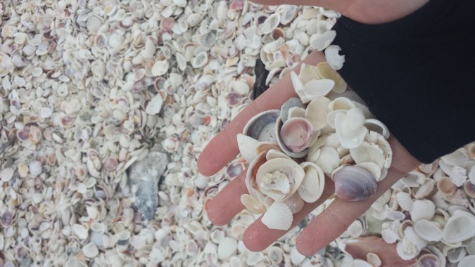 Seashells on the beach in Sanibel Island, Florida