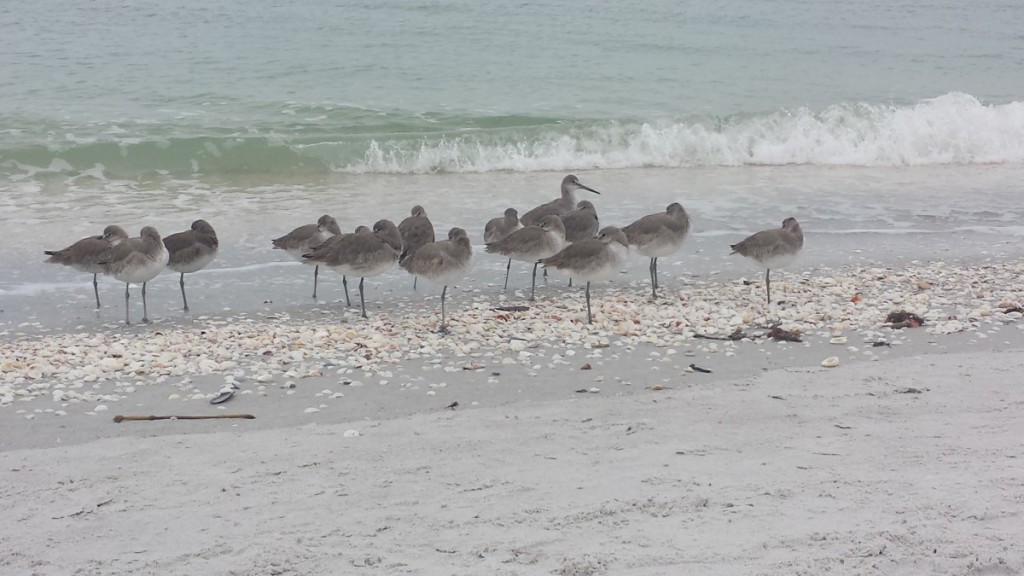 Birds on the beach in Sanibel Island, FL