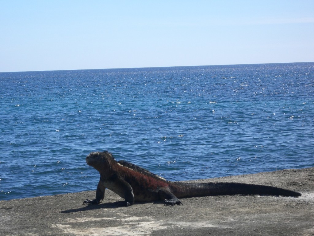Iguana beach Galapagos Islands