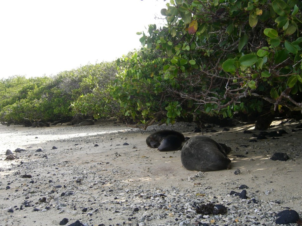 sea lions on beach in Galapagos Islands