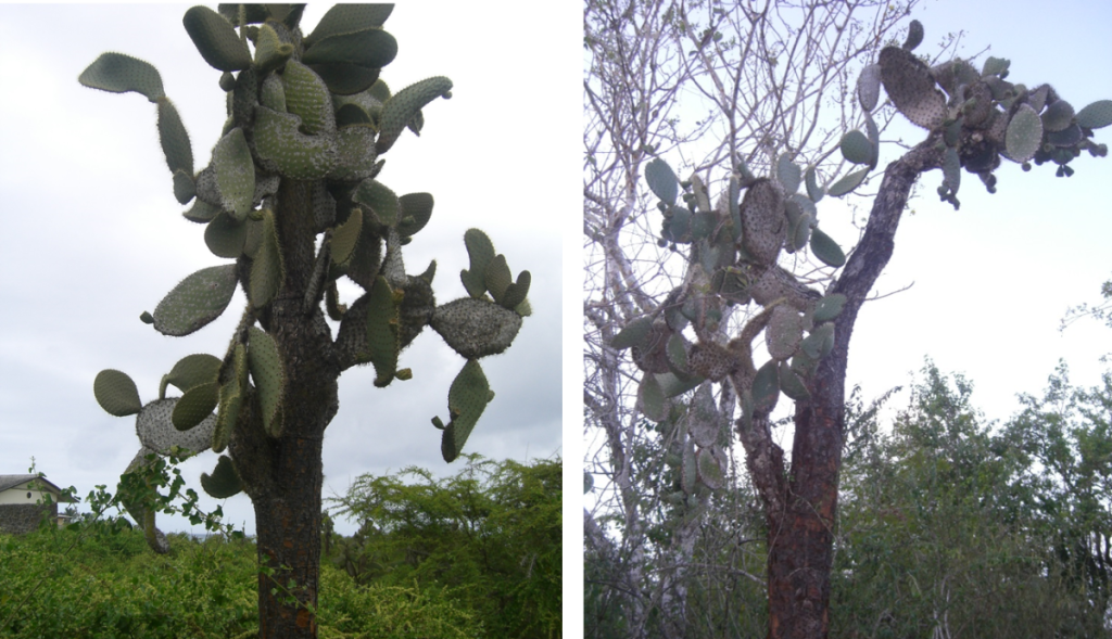 cactus tree Galapagos Islands
