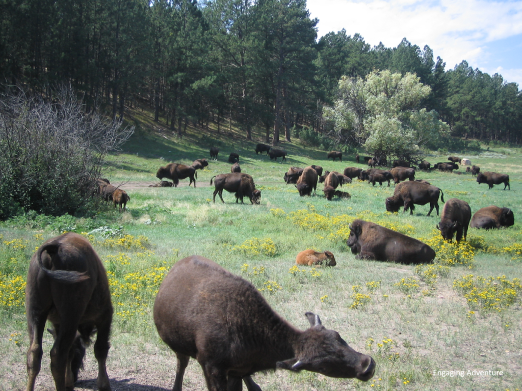 bison buffalo north dakota south dakota prairie national park nature cute baby animals