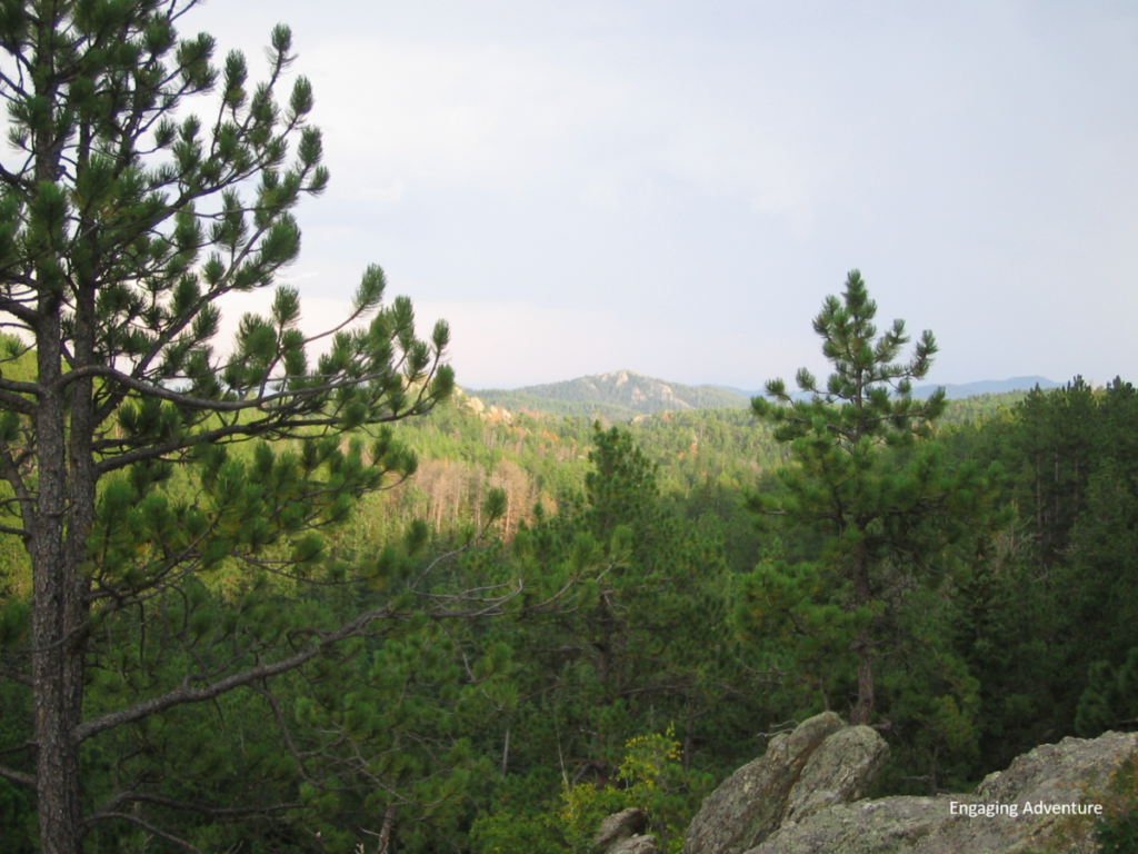 black hills south dakota north dakota forest national park nature wilderness pine trees