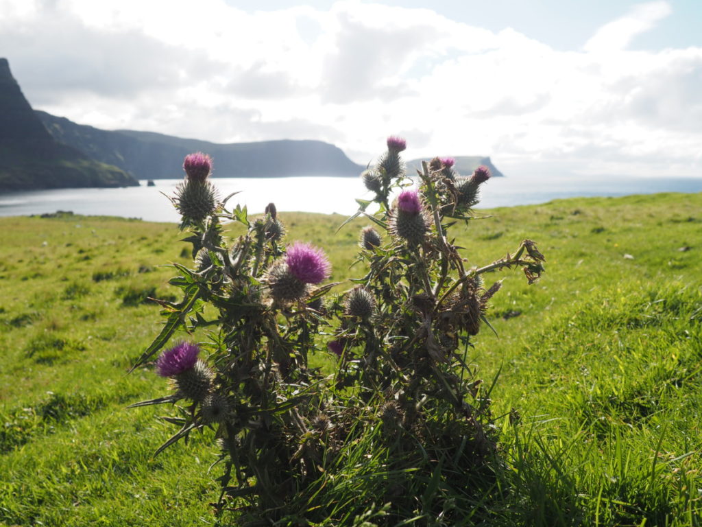 thistles neist point lighthouse isle of sky scotland