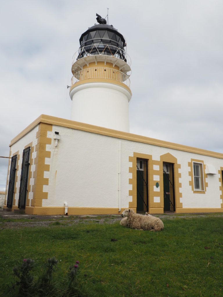 neist point lighthouse isle of sky scotland sheep