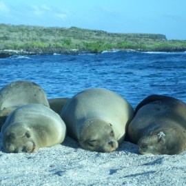 How to Plan a Trip to the Galapagos Islands
