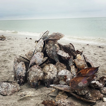 Sanibel Island sea shells florida winter getaway