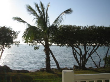 florida keys usa island palm trees