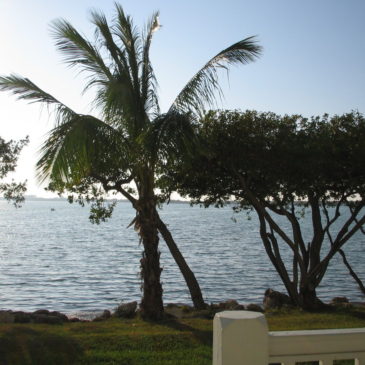 florida keys usa island palm trees