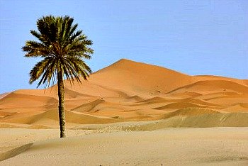 desert morocco palm tree lone alone stranded